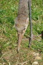 Red Yellow Black - 2nd July 2014 Red Yellow Black - 2nd July 2014